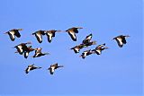 Black-bellied Whistling-Duck